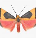 One of two tiger moths studied is pictured.