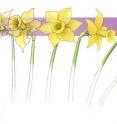 The unique geometry of the daffodil stem could be used to design more stable structures.