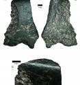 Fragments from the edge of the world's oldest-known axe, found in the Kimberley region of Western Australia.