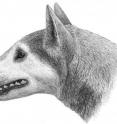 A fossil found in Maryland was identified by a University of Pennsylvania doctoral student as belonging to a new species of ancient dog. The hyena-like canine, with massive jaws capable of crushing bone, would have lived approximately 12 million years ago, at a time when massive sharks like megalodon swam in the oceans.