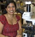 Indira Mysorekar, PhD, who studies fetal infections, teamed up with virologist Michael Diamond to develop mouse models of Zika virus infection during pregnancy.