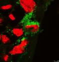 This fluorescent image shows the Zika virus (green) inside a trophoblast (nuclei labeled in red).