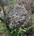 This is a sural in the process of formation with earthworm aggregates on top.