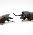 Two beetles of the genus <em>Onthophagus</em> are shown. Despite having the same genome, the beetles develop horns, right, or no horns based on the nutrition available as larvae.