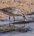 Only long-billed red knots are able to access the deeply burrowed bivalves at their tropical wintering grounds. Shorter-billed birds are forced to make a living of shallowly burrowed seagrass rhizomes
