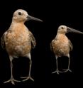 The red knot as it is now (left) and an (exaggerated) projection how the future red knot might look like (right): smaller, but having maintained its relatively long bill.