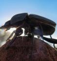 This is a dung beetle (<i>Carabaeus lamarcki</i>) dancing on top of its ball while reading the sky.