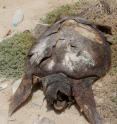 Loggerhead turtle.