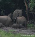 A forest elephant family group is shown. Scientists warn that killing of the oldest, wisest females, the guardians of their community's forest and social knowledge, could cause cascading effects on ecosystem integrity.