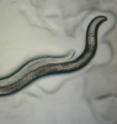 Male and female worms engage in different behaviors, which may result from sex-specific wiring patterns in the brain.