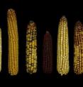 Cornell and Florida State University researchers report they have identified 1 to 2 percent of the maize genome that turns genes on and off.