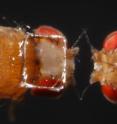 At left, surgically created imaging window on the fruit fly head.