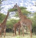 This is a bachelor group of adult male Masai giraffes at Ndarakwai West Kilimanjaro, Tanzania.