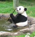 Le Le, a male giant panda at the Memphis Zoo, feeds on a bamboo stalk. Researchers at UW-Madison, Mississippi State University and the Memphis Zoo analyzed the percentage of feeding time Le Le and his female zoo mate, Ya Ya, spent feeding on bamboo leaves relative to stalks.