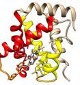 The two loops, shown in gold near the bottom of the protein structure, delimit the pocket where heme subunit resides and where oxygenation occurs.