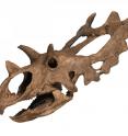 A cast of the reconstructed skull of <i>Spiclypeus shipporum</i>, showing the sideways oriented horns, and the "spikes" on the margin of the frill.
