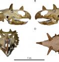 Skull reconstruction of <i>Spiclypeus shipporum</i> gen et sp. nov. (CMN 57081).
(A) Left lateral view; (B) right lateral view; (C) anterior view; (D) dorsal view. Missing parts of skull shown faded.