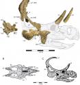 Holotype cranial Material and Cranial Reconstruction of <i>Machairoceratops cronusi</i> (UMNH VP 20550) gen. et sp. nov.

<p>Recovered cranial elements of <i>Machairoceratops</i> in right-lateral view, shown overlain on a ghosted cranial reconstruction (A). The jugal, squamosal and braincase are all photo-reversed for reconstruction purposes. <i>Machairoceratops</i> cranial reconstruction in dorsal (B), and right-lateral (C) views. Green circle overlain on the ventral apex of the jugal highlights the size of the epijugal contact scar (ejcs). 

<p>Abbreviations: BC, braincase; boc, basioccipital; bpt, basipterygoid process; ej, epijugal; ejcs, epijugal contact scar; j, jugal; lpr, lateral parietal ramus; lsb, laterosphenoid buttress; m, maxilla; n, nasal; o, orbit, oc, occipital condyle;oh, orbital horn; on, otic notch; p, parietal; pf, parietal fenestra; pm, premaxilla; po, postorbital; poc, paroccipital process; p1, epiparietal locus p1; sq, squamosal. 

<p>Scale bars = 0.5 m.