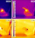 These are thermal images of a female Southern Yellow-billed Hornbill (<i>Tockus leucomelas</i>) at different air temperatures.

Surface temperature (&deg;C) is shown by the scale bar to the left of each image. 

Top left: the hornbill at air temperature (Ta) = 15&deg;C: beak surface temperature (Ts_beak) matches background Ts. Top right: the hornbill at threshold Ta = 30.7&deg;C, Ts_beak is changing, lower mandible first. Bottom left: the hornbill at air temperature (Ta) = 32.2&deg;C, note that Ts_beak is much higher than that of the rest of the body and the environment, indicative of heat being radiated from the beak. Bottom right: the hornbill at Ta >Tb (Ta = 43&deg;C). The beak is cooler than the surrounding environment and the bird is using evaporative water loss to keep cool, as indicated by the open beak panting behavior.
