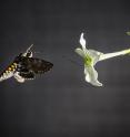 A hawk moth (<i>Manduca sexta</i>) uses its eight-centimeter-long proboscis to drink nectar from a flower of <i>Nicotiana alata</i>, a species of wild tobacco also called jasmine or winged tobacco. The nectaries are located at the very end of the long corolla tube. Proboscis and flower are perfectly matched in length.