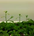 Growing <i>Arabidopsis</i>.