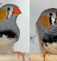 Left: A wildtype male zebra finch with distinctive red beak. Right: A male zebra finch with the mutant 'yellowbeak' gene.