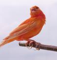A red factor canary, created by breeding a wild South American bird called the red siskin with the common yellow canary.