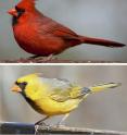 This photo shows a red and yellow cardinal. Scientists have identified the gene that allows birds, such as the cardinal, to make red feathers. Rare yellow cardinals with defects in the production of red coloration are sometimes seen in the wild.