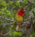 Scientists have identified the gene that allows birds, such as the Summer Tanager, to produce red coloration in feathers.  In this yearling male, the redness gene was turned on in some feather follicles yielding red feathers and turned off in other follicles yielding yellow feather.