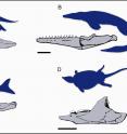 The illustrated animals are (A) <i>Pliosaurus</i>, (B) <i>Tylosaurus</i>, (C) <i>Ophthalmosaurus</i>, and (D) <i>Placochelys</i>. Scale bars on the jaw illustrations represent 20cm (A-C) and 5cm (D).