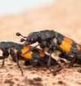 Male <i>Nicrophorus vespilloides</i> burying beetle attempting to mate with female.