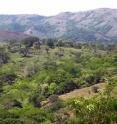 Small patches of tropical dry forest are regrowing spontaneously in a former pastureland.