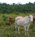 Pasture with young second-growth forest in the background in Chiapas, Mexico.