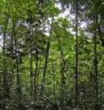 An 18-year-old second-growth wet tropical forest in Costa Rica that was once a pasture.