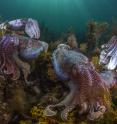 This is a photograph of giant Australian cuttlefish (<i>Sepia apama</i>), Spencer Gulf, South Australia.