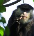 <i>Cercopithecus</i> monkeys opportunistically preyed on bats not only in Gombe, but also in the Kakamega Forest in Kenya.