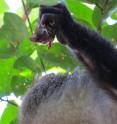 The behavior the researchers observed and the persistence of these monkeys to capture their prey indicate that bats are desirable items in their food repertoire.