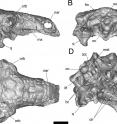 This is a volume-rendered CT-based reconstruction of the skull of the nodosaur dinosaur <i>PawPawsaurus</i>, from the first-ever CT scans of the <i>PawPawsaurus</i> skull.