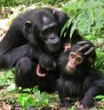 Mother chimp with her infant. Chimpanzees engage in more time-consuming communicative negotiations.