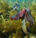 Giant Australian cuttlefish (<i>Sepia apama</i>), Spencer Gulf, South Australia.