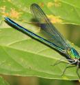 This new damselfly is just one of a staggering number of newly discovered dragonflies and damselflies from Africa.