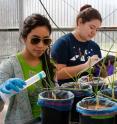 Students Leslie Cantu (foreground) and Ashley Garcia (background) irrigate onions with triclosan-contaminated water to see if the anitbacterial agent accumulates in the plants.