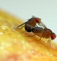These are mating <i>Drosophila</i> fruit flies.