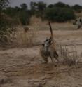 Meerkats are intensely social and all group members engage in bouts of wrestling, chasing and play fighting, though juveniles and adolescents play more than adults.