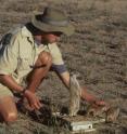 Kalahari meerkats can be habituated to close observation by humans,  so  it  is  possible  to  train  them  to  climb  onto  electronic  balances  with small rewards of food or water.