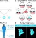 A microbubble (2micon in diameter) is excited by an ultrasound wave (A), which in turn interacts with a cell in many different ways allowing increased drug uptake (B). When performing this in patients, more treatment can be performed, survival increases (C) and tumour recession can be observed (D).