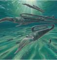 A painted reconstruction of typical Cretaceous marine environment in Antarctica, including the paperclip-shaped 'heteromorph' <i>ammonite Diplomoceras</i>.