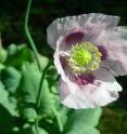 Breadseed poppies <i>Papaver somniferum</i> as well as many other poppy and barberry plants produce many Isochinoline alkaloids.