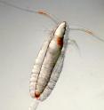 Copepod <i>Calanus finmarchicus</i>.