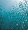 Schooling jack mackerel.